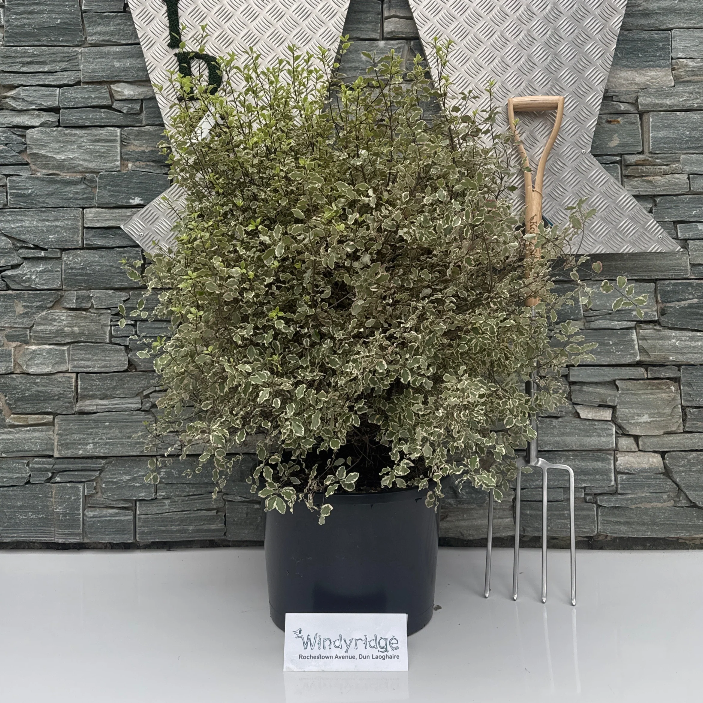 PITTOSPORUM tenui. Victoria 1,10 xl 25L