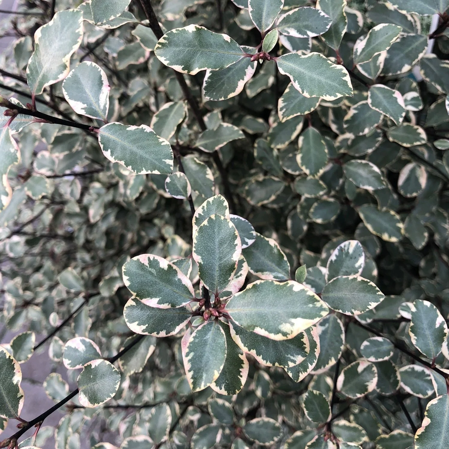 PITTOSPORUM tenui. Victoria 1,10 xl 25L - Image 2