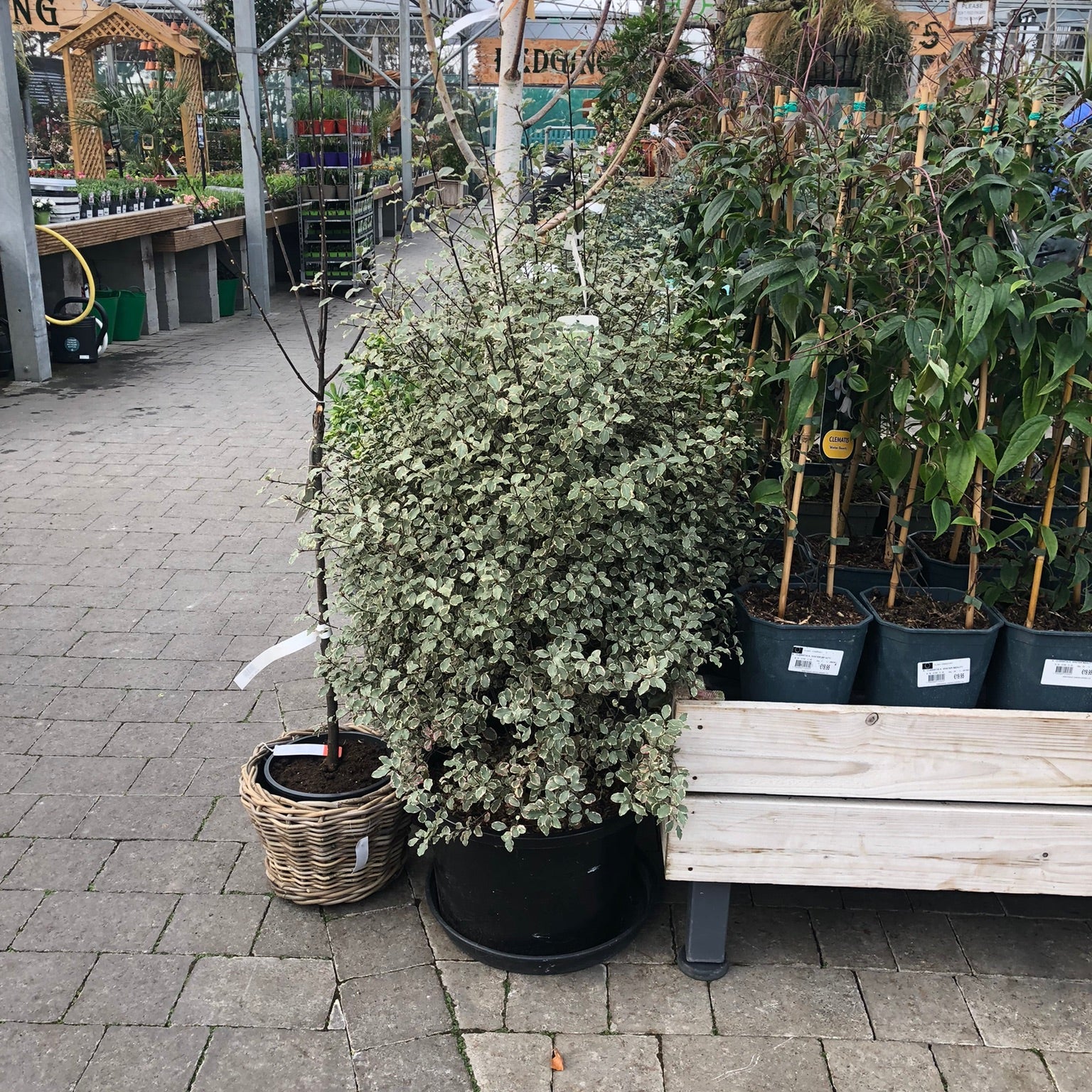 PITTOSPORUM tenui. Victoria 1,10 xl 25L - Image 3