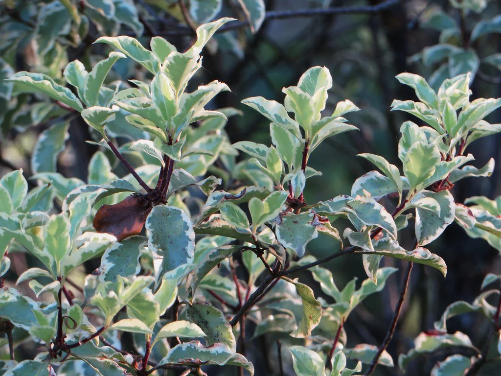 PITTOSPORUM tenui. Victoria 1,10 xl 25L - Image 4