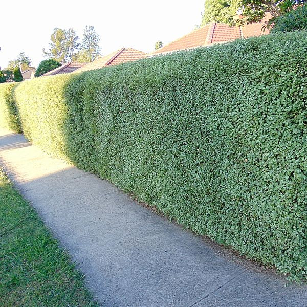PITTOSPORUM tenui. Victoria 1,10 xl 25L - Image 5
