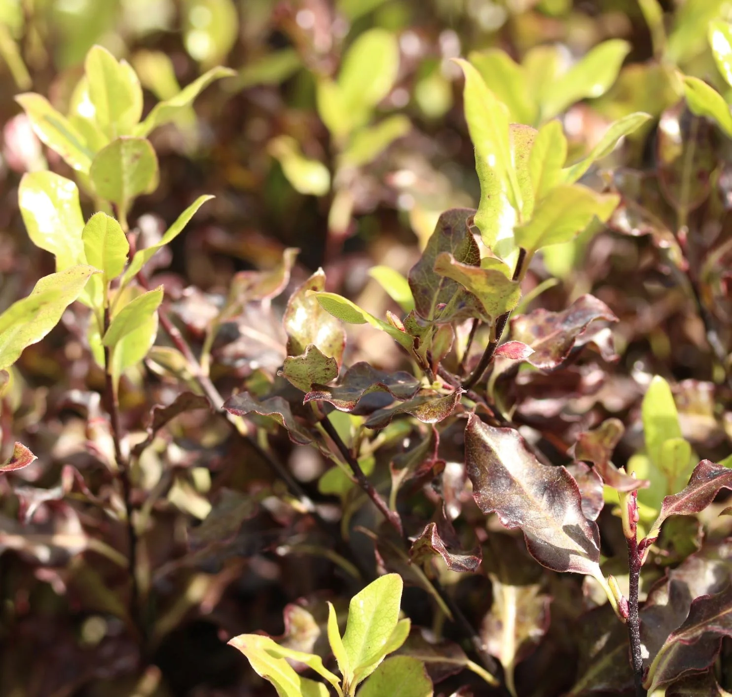 PITTOSPORUM Tom Thumb