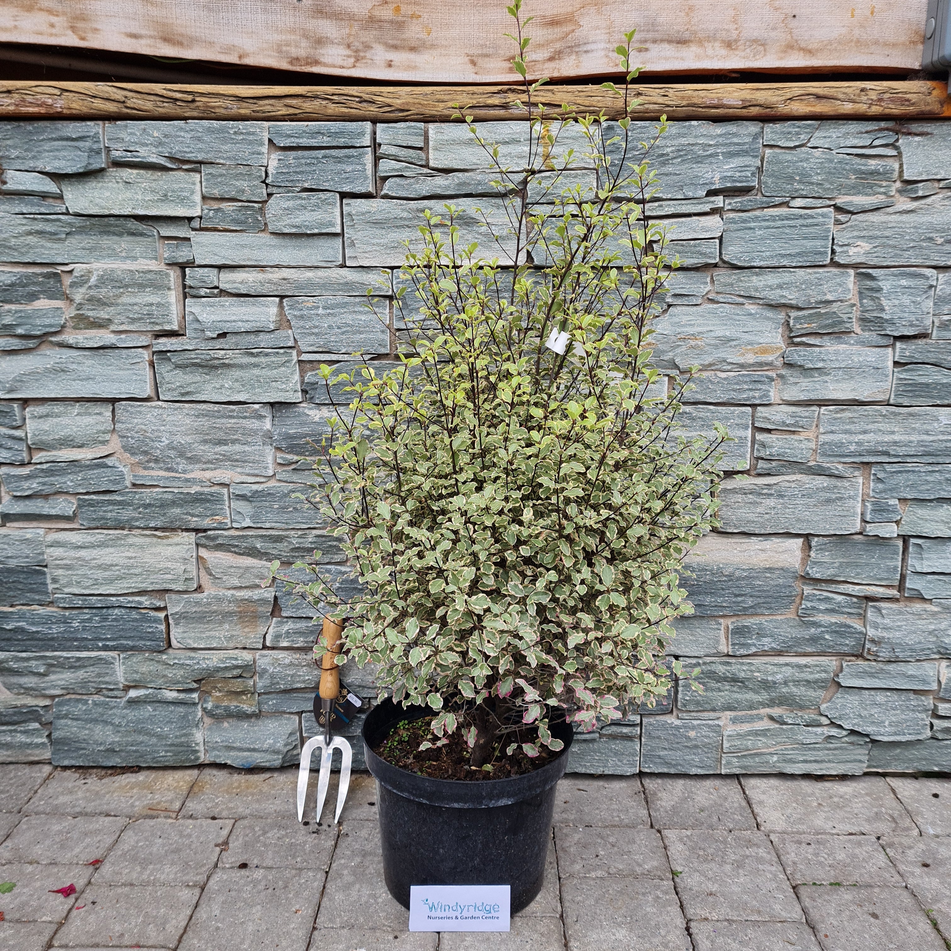 PITTOSPORUM Victoria