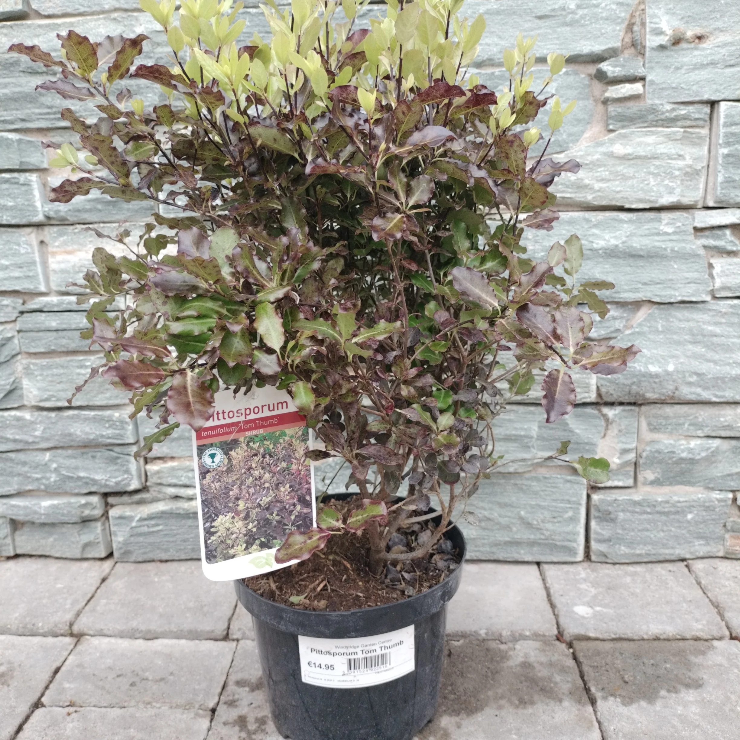 Pittsporum Tom Thumb - Image 2