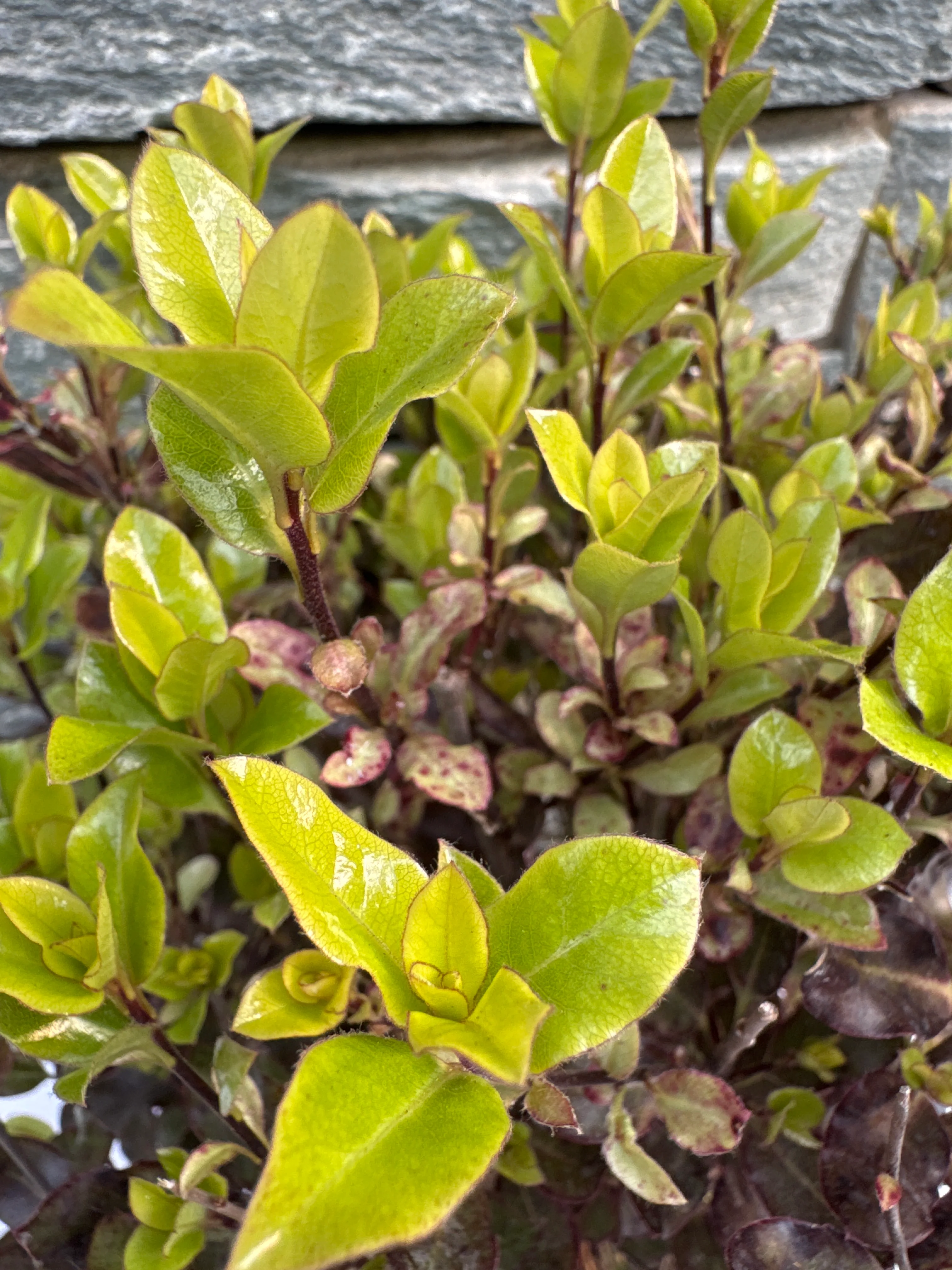 Pittsporum Tom Thumb - Image 4