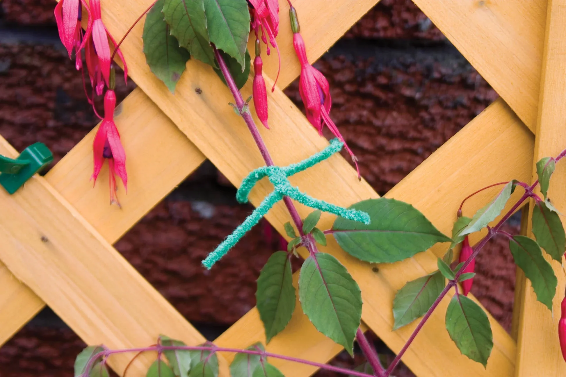 PLANT TIES SOFT - Image 2