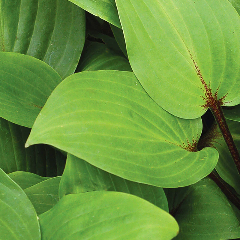 Plantain Lilies (Hosta Purple Heart) - Image 4