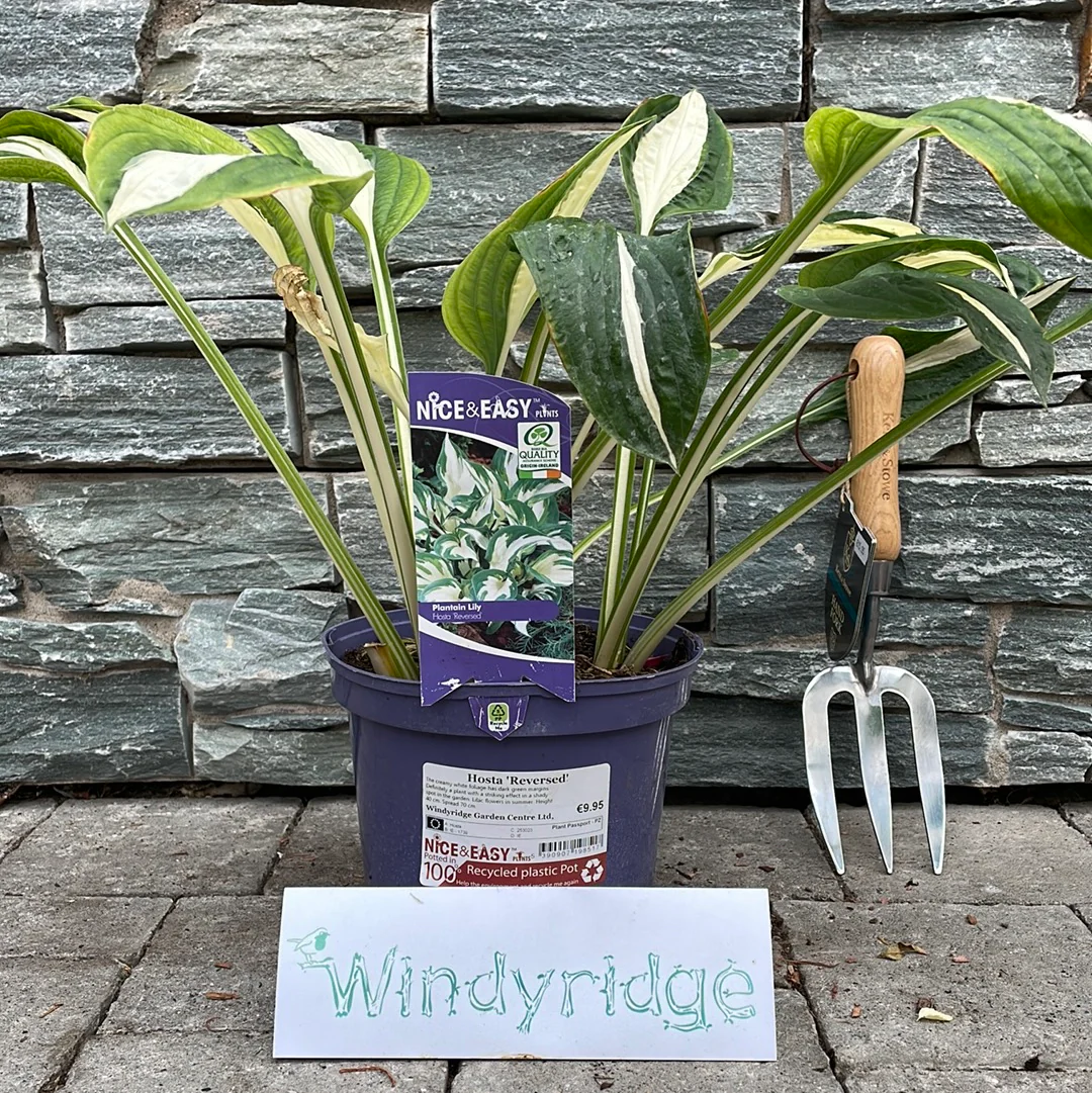 Plantain Lily Hosta Reversed (3Ltr Pot) - Image 2