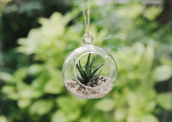 Plantpak Glass Globe Terrarium