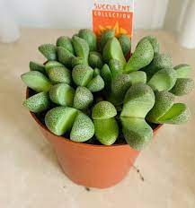 Pleiospilos nellii   P 8.5 - Image 3