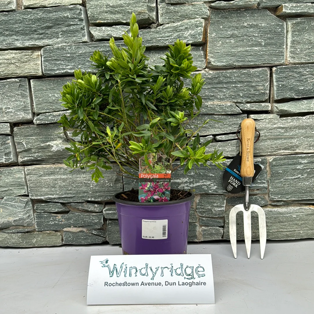 Polygala myrtifolia - Image 2