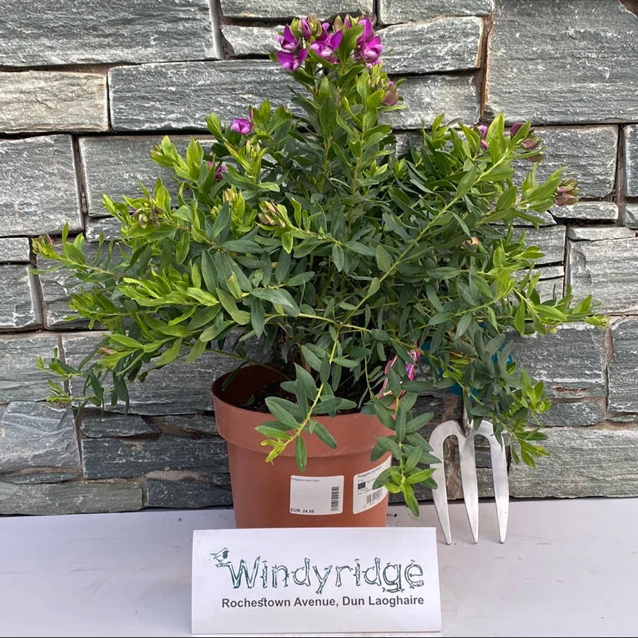 Polygala myrtifolia