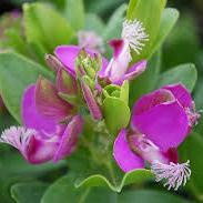 Polygala myrtifolia - Image 2