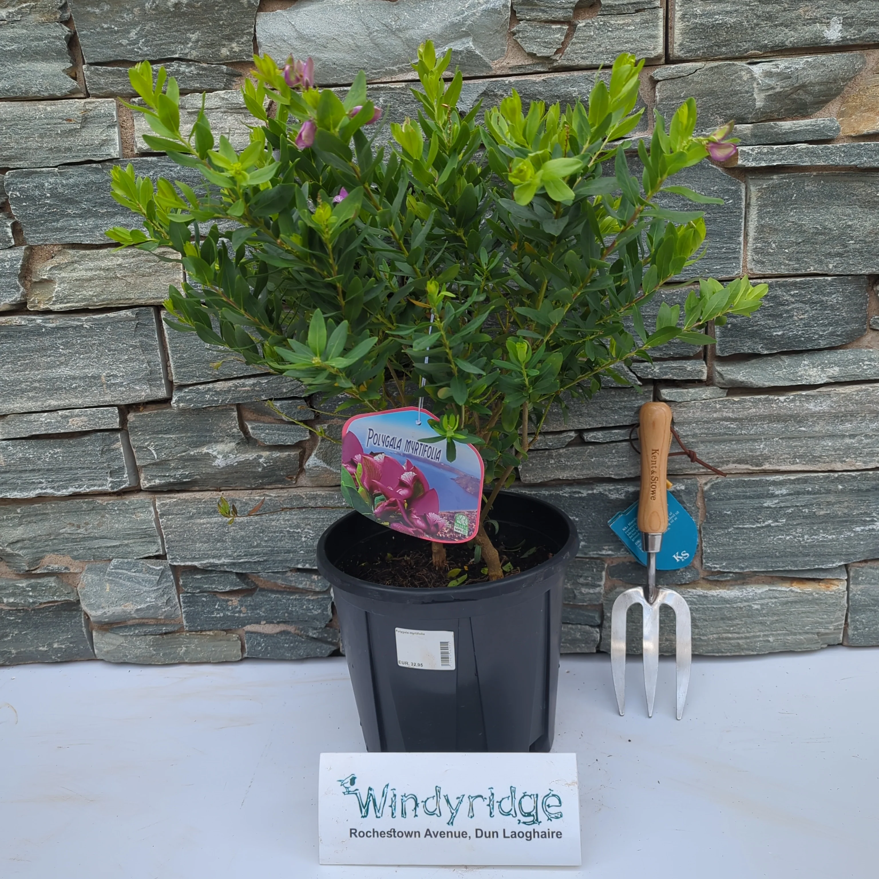 Polygala myrtifolia - Image 2