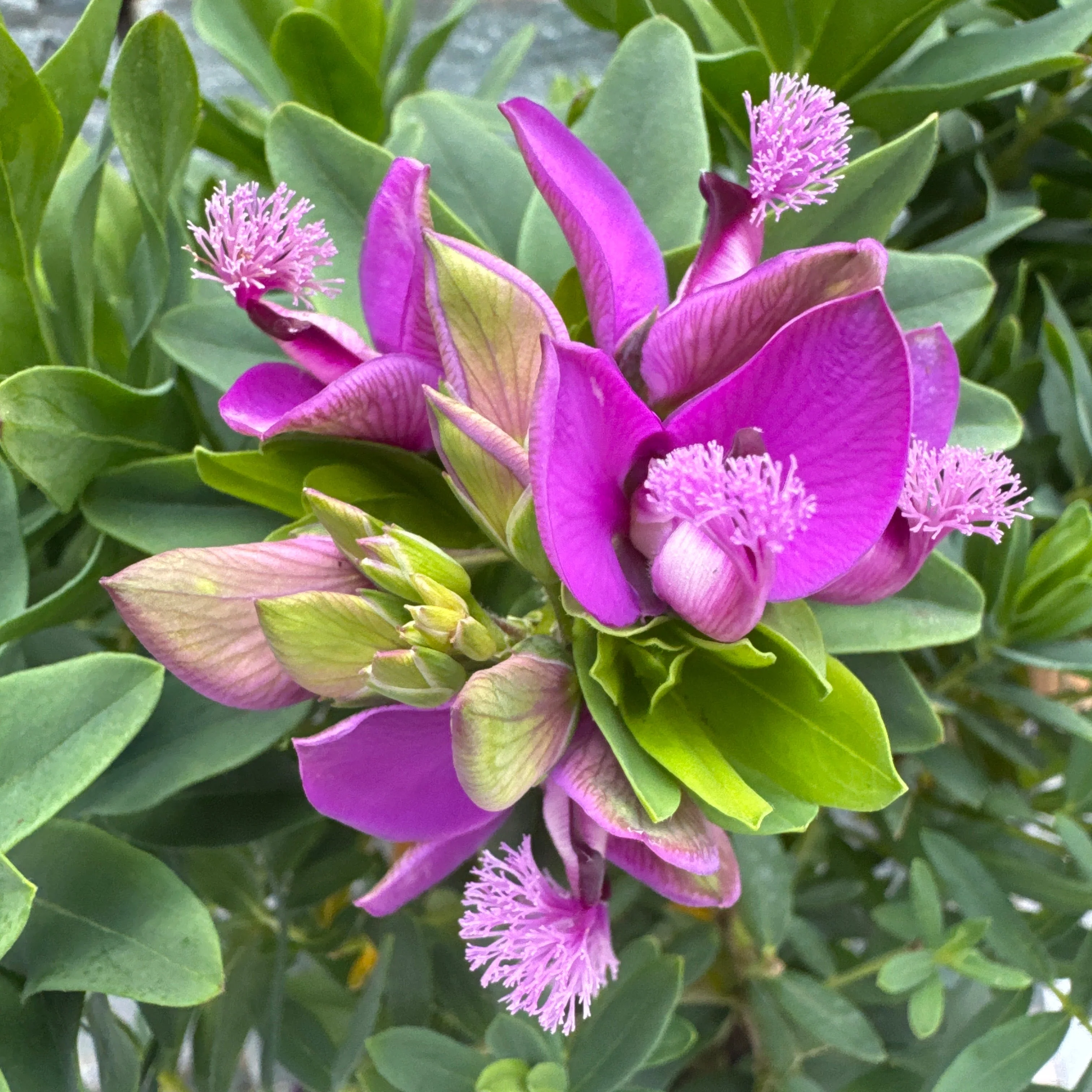 Polygala myrtifolia