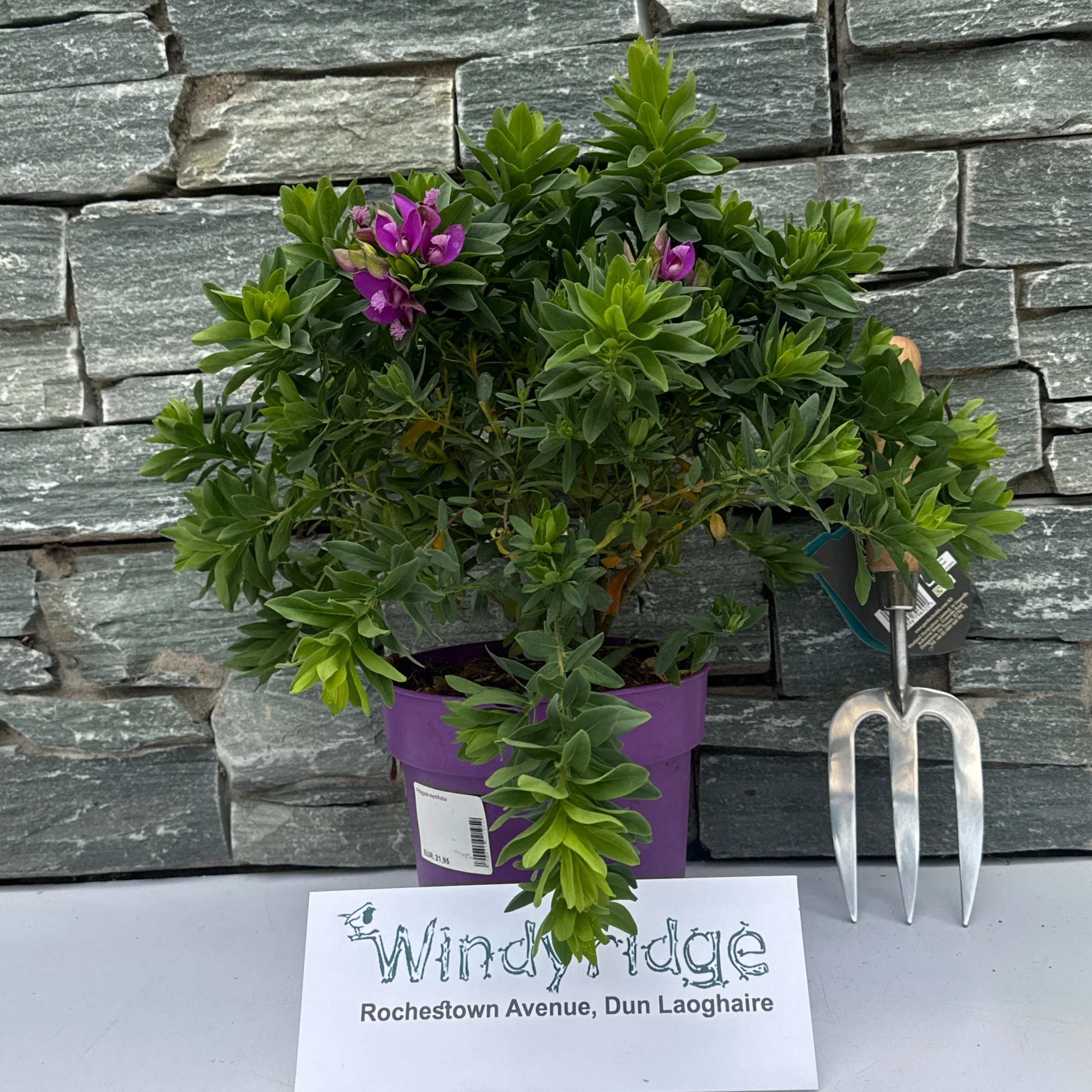 Polygala myrtifolia - Image 2