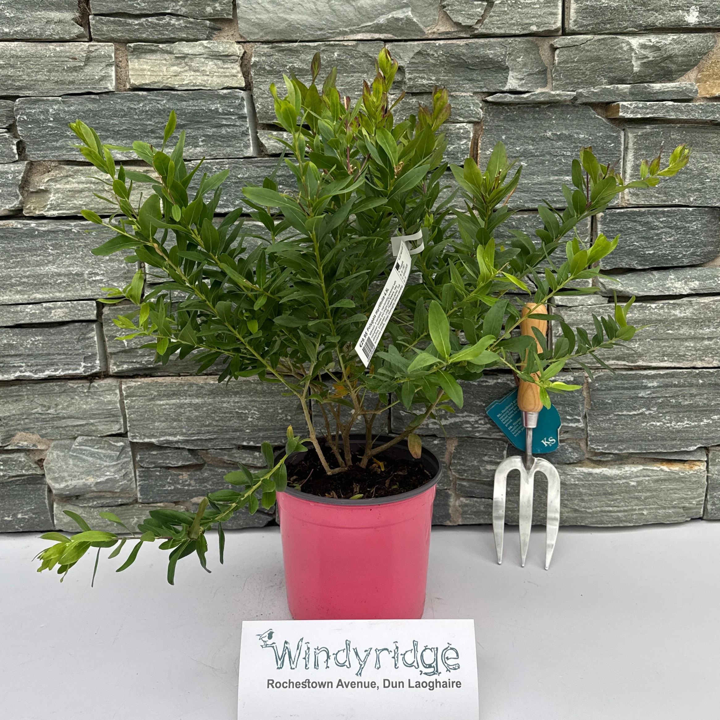 POLYGALA myrtifolia 4.5L