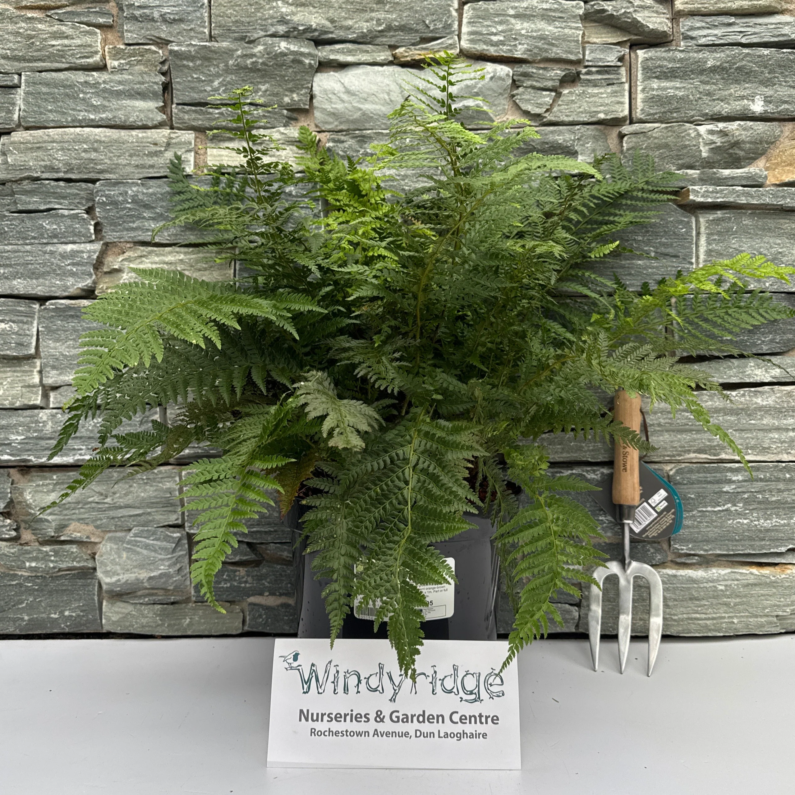 POLYSTICHUM setiferum