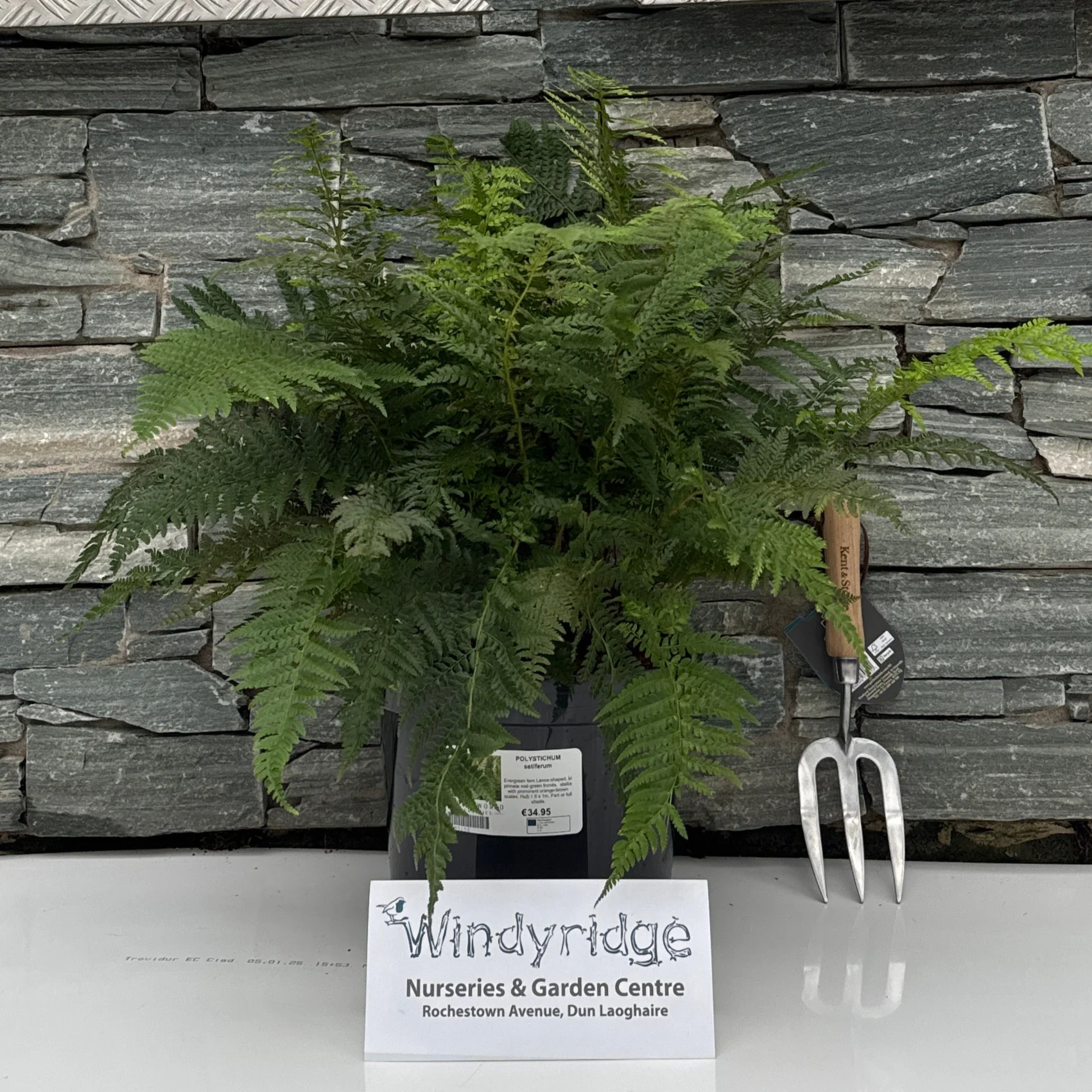 POLYSTICHUM setiferum - Image 2