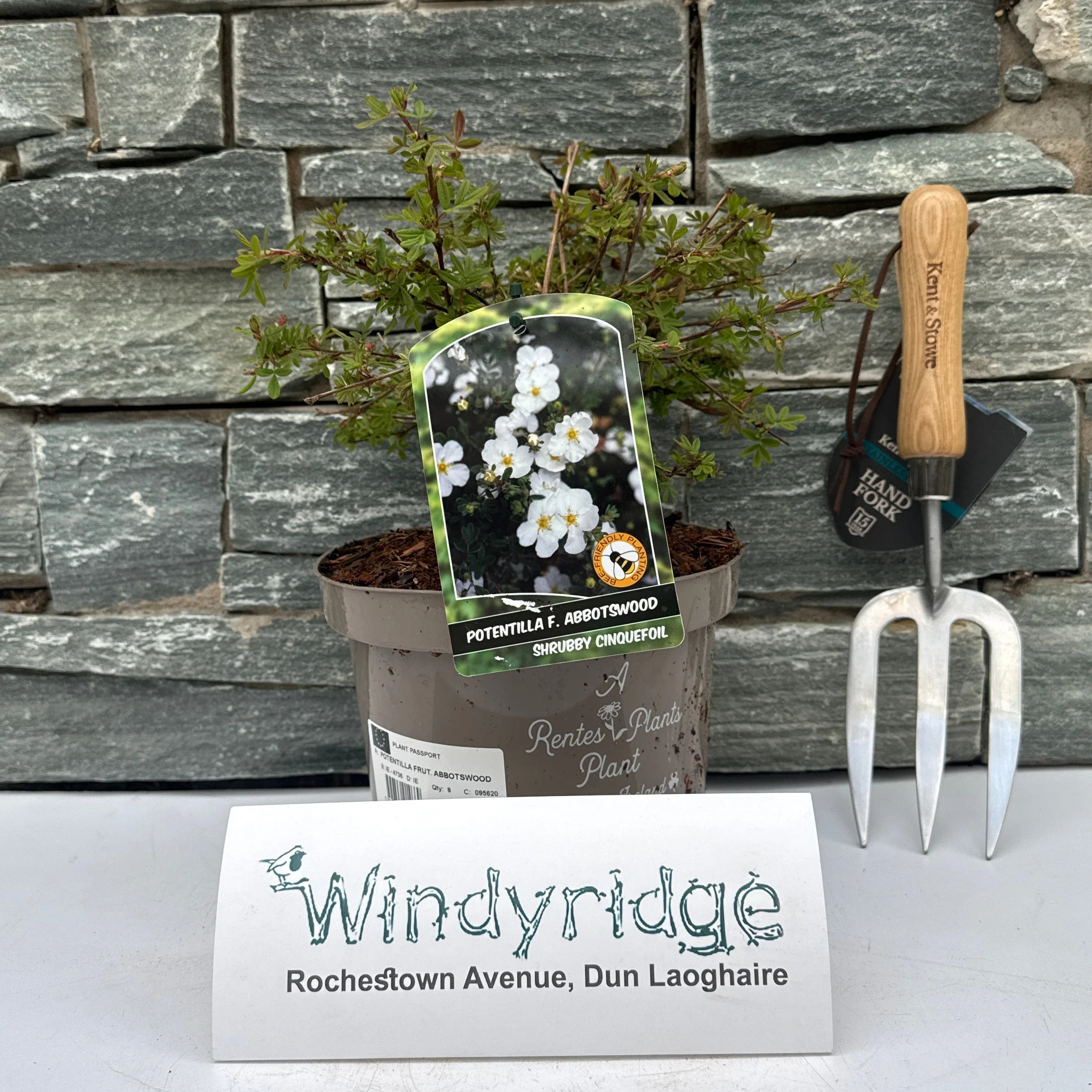 POTENTILLA FRUT. ABBOTSWOOD - Image 2