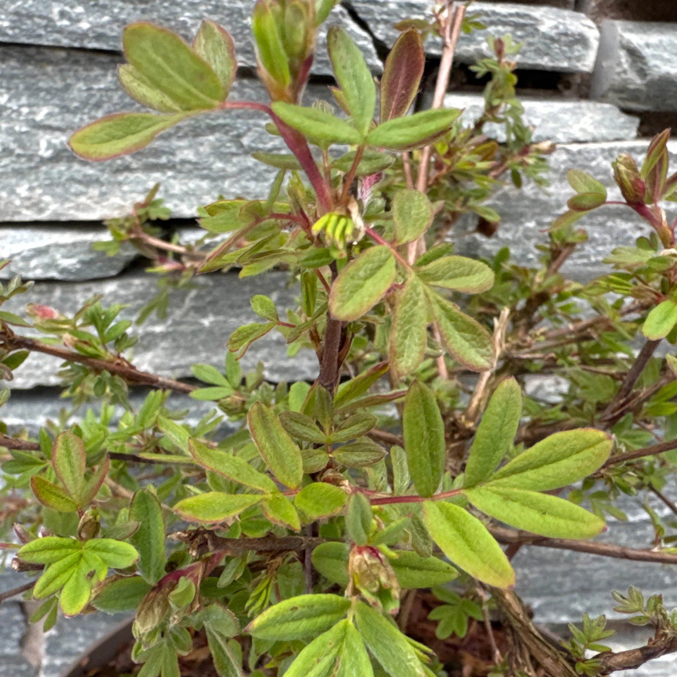 POTENTILLA FRUT. ABBOTSWOOD - Image 3