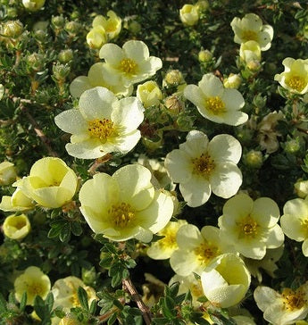 Potentilla Primrose Beauty