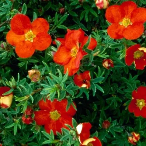 Potentilla Red Ace - Image 2