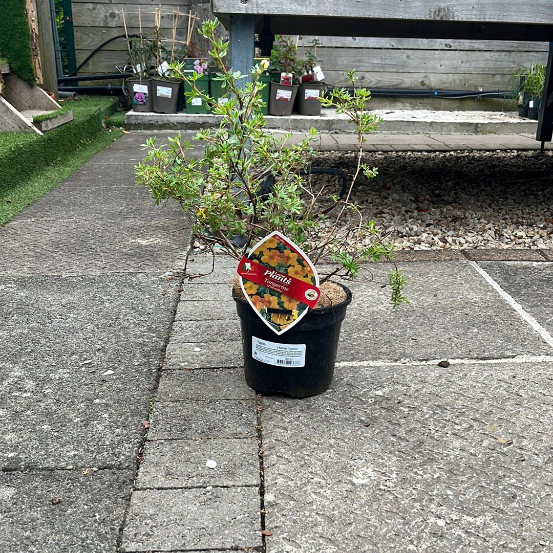 Potentilla Tangerine - Image 2