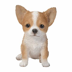 PP Chihuahua Bwn/Wht F