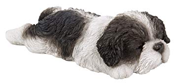PP Sleeping Black Shih Tzu Pup F