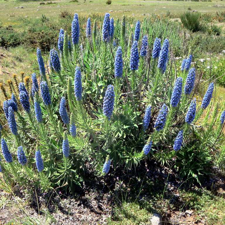 Pride of Madeira Echium candicans (2Ltr Pot)