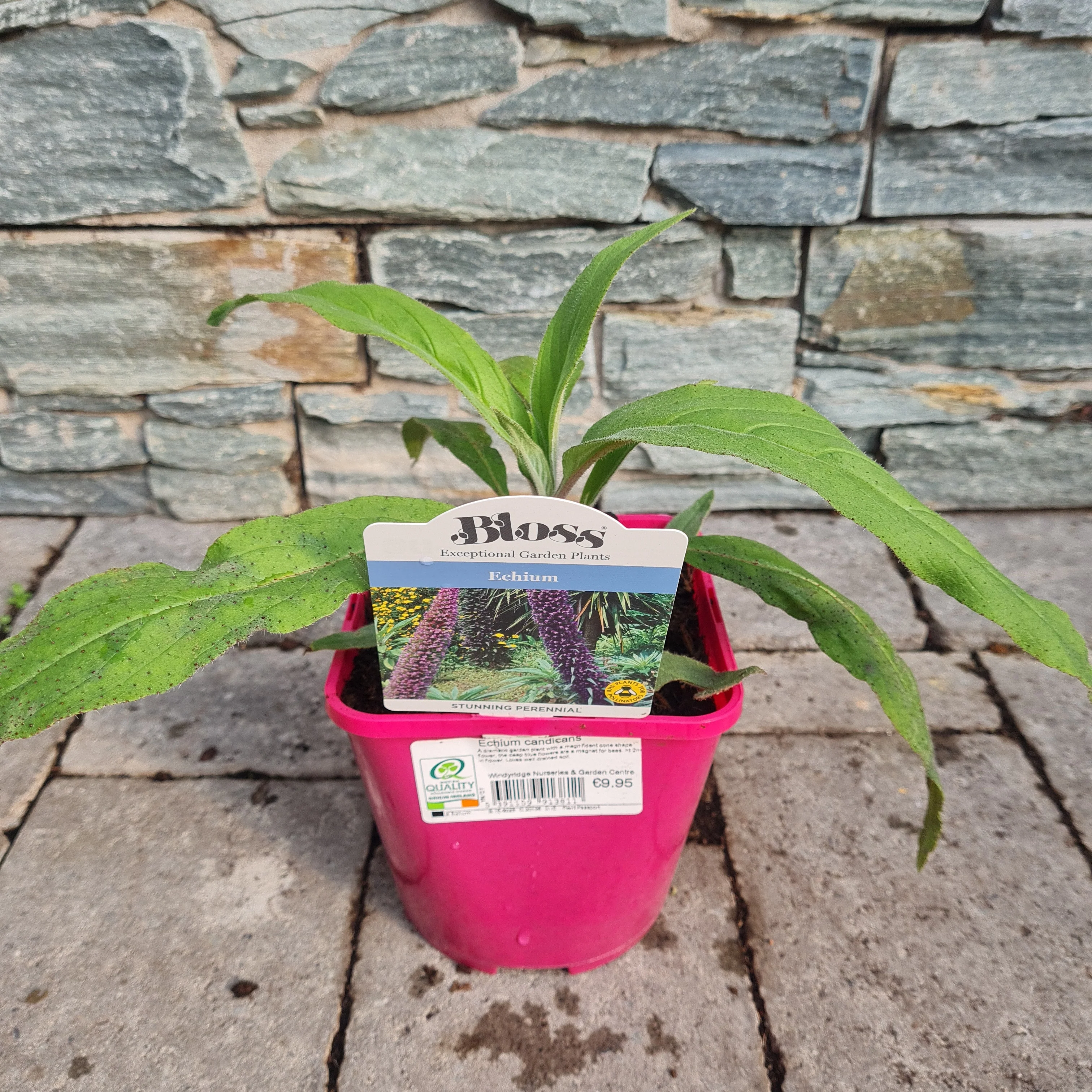 Pride of Madeira Echium candicans (2Ltr Pot) - Image 3