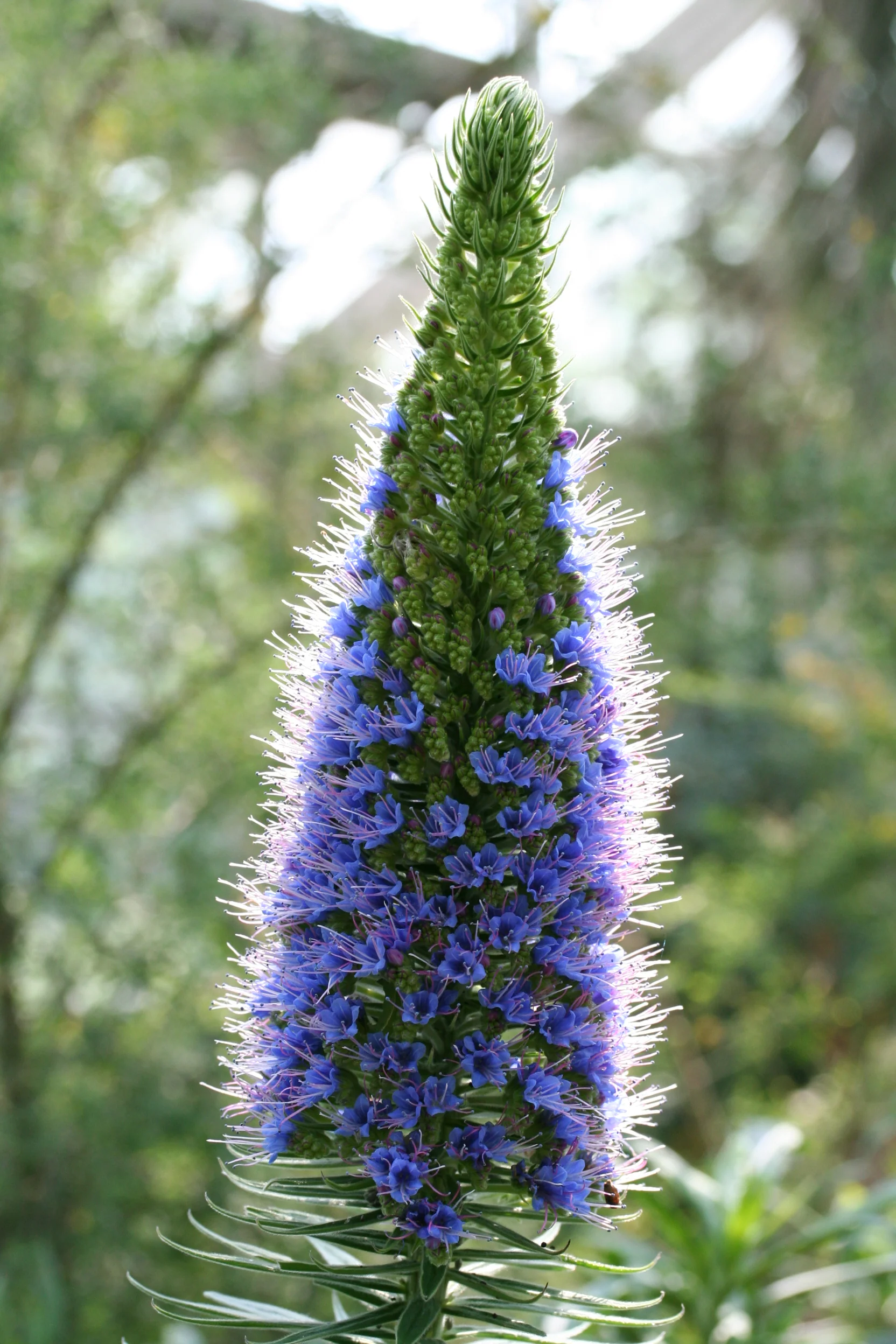 Pride of Madeira Echium candicans (2Ltr Pot) - Image 4
