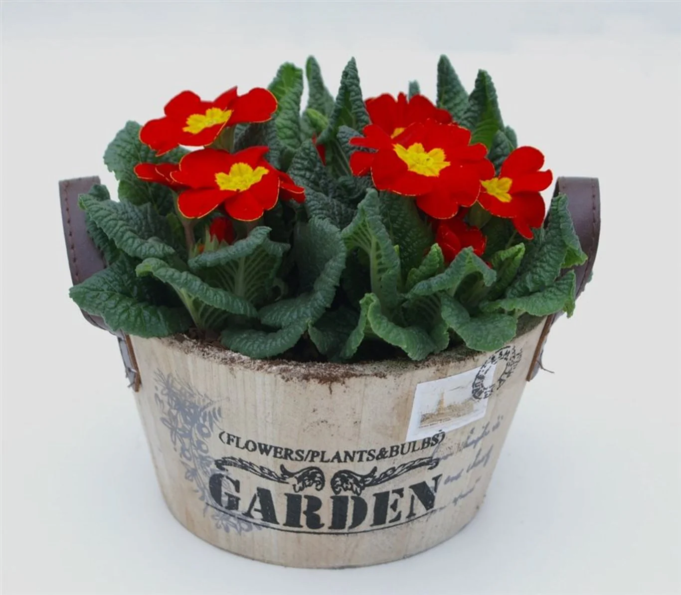 Primula acaulis mix  Wooden pot 19 cm