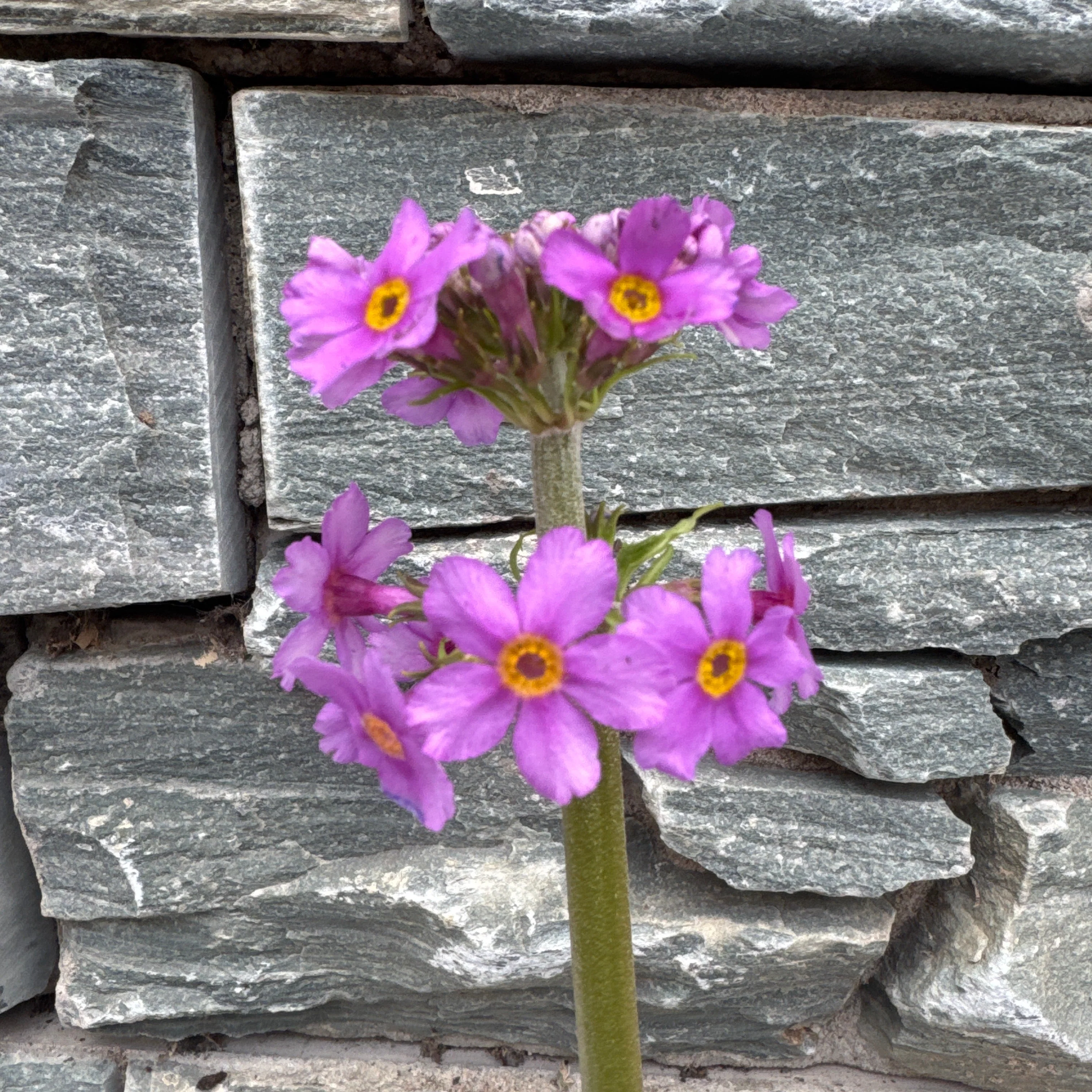 Primula Beesiana 2L - Image 2