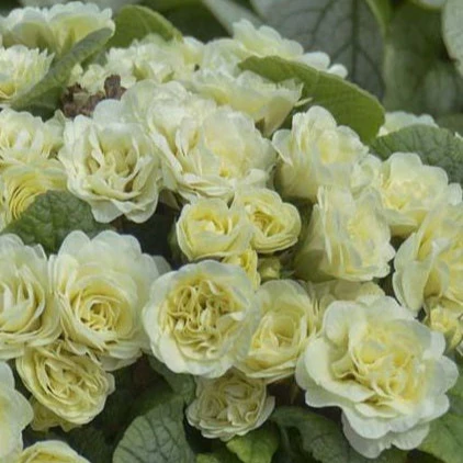 Primula belarina Cream - Image 2
