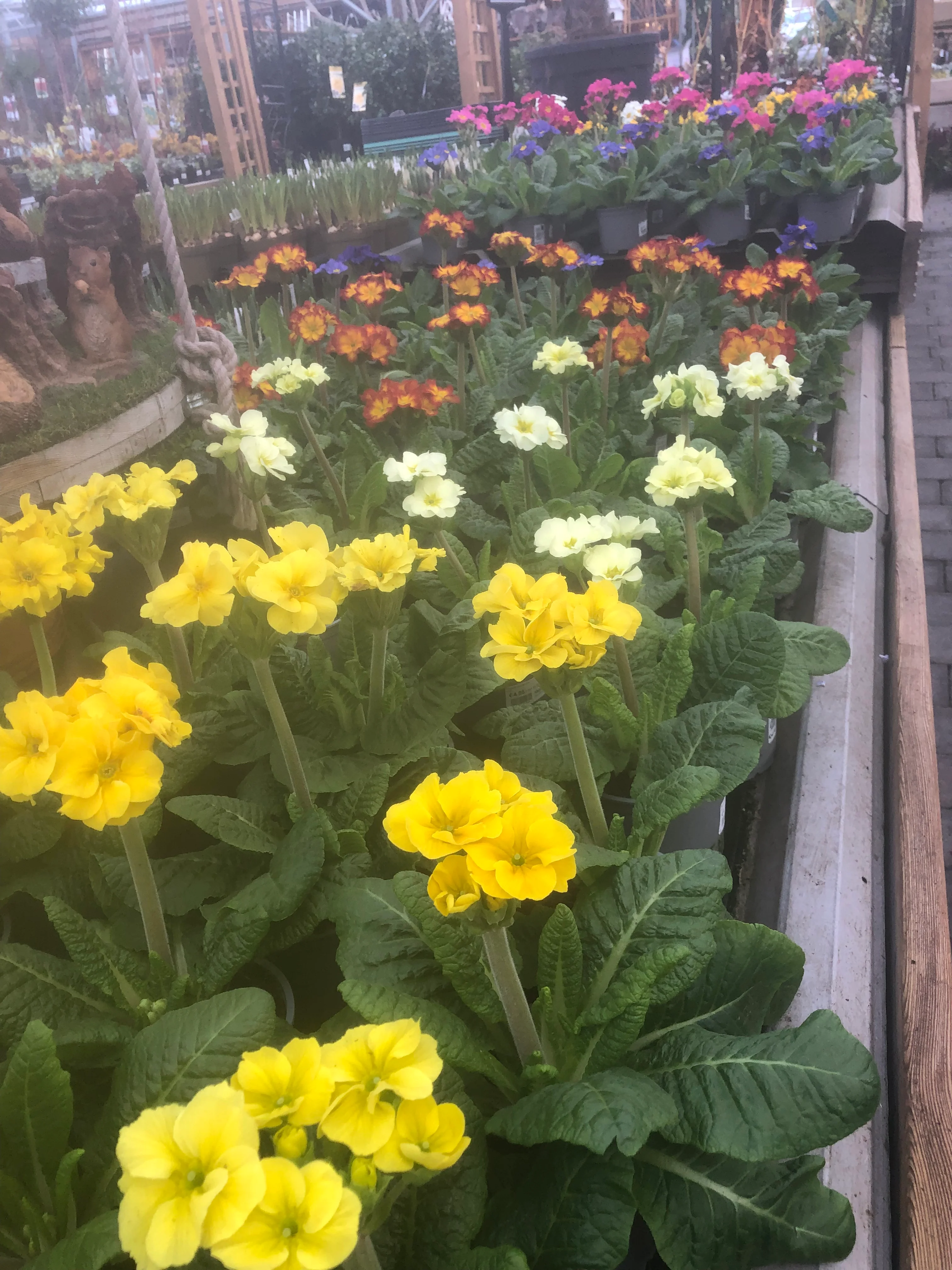 Primula elatior mix P12 - Image 2
