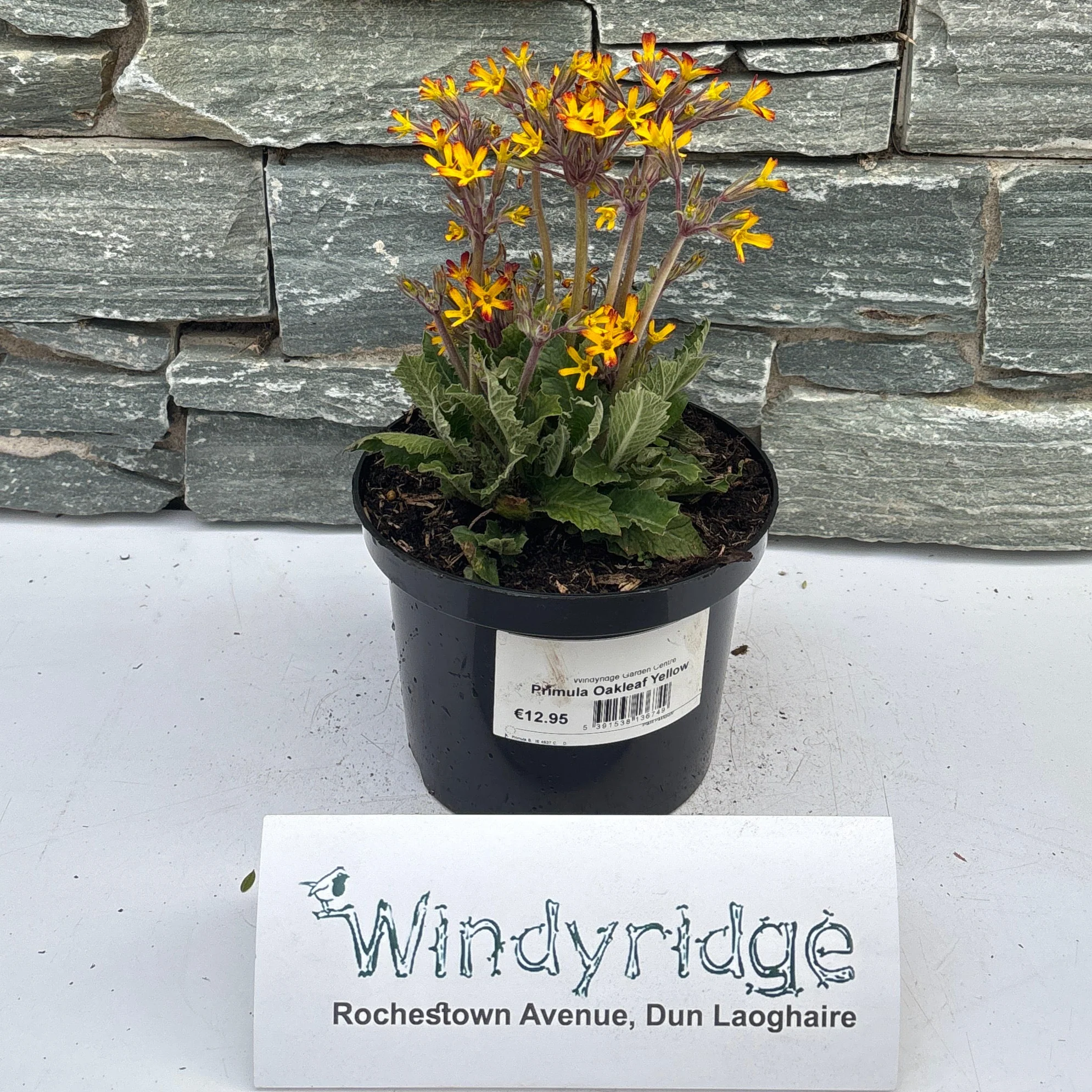 Primula Oakleaf Yellow - Image 2