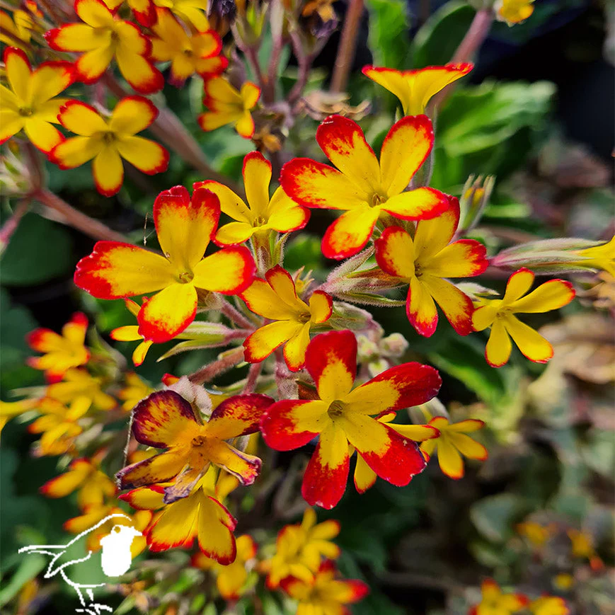 Primula Oakleaf Yellow Picotee - Image 2