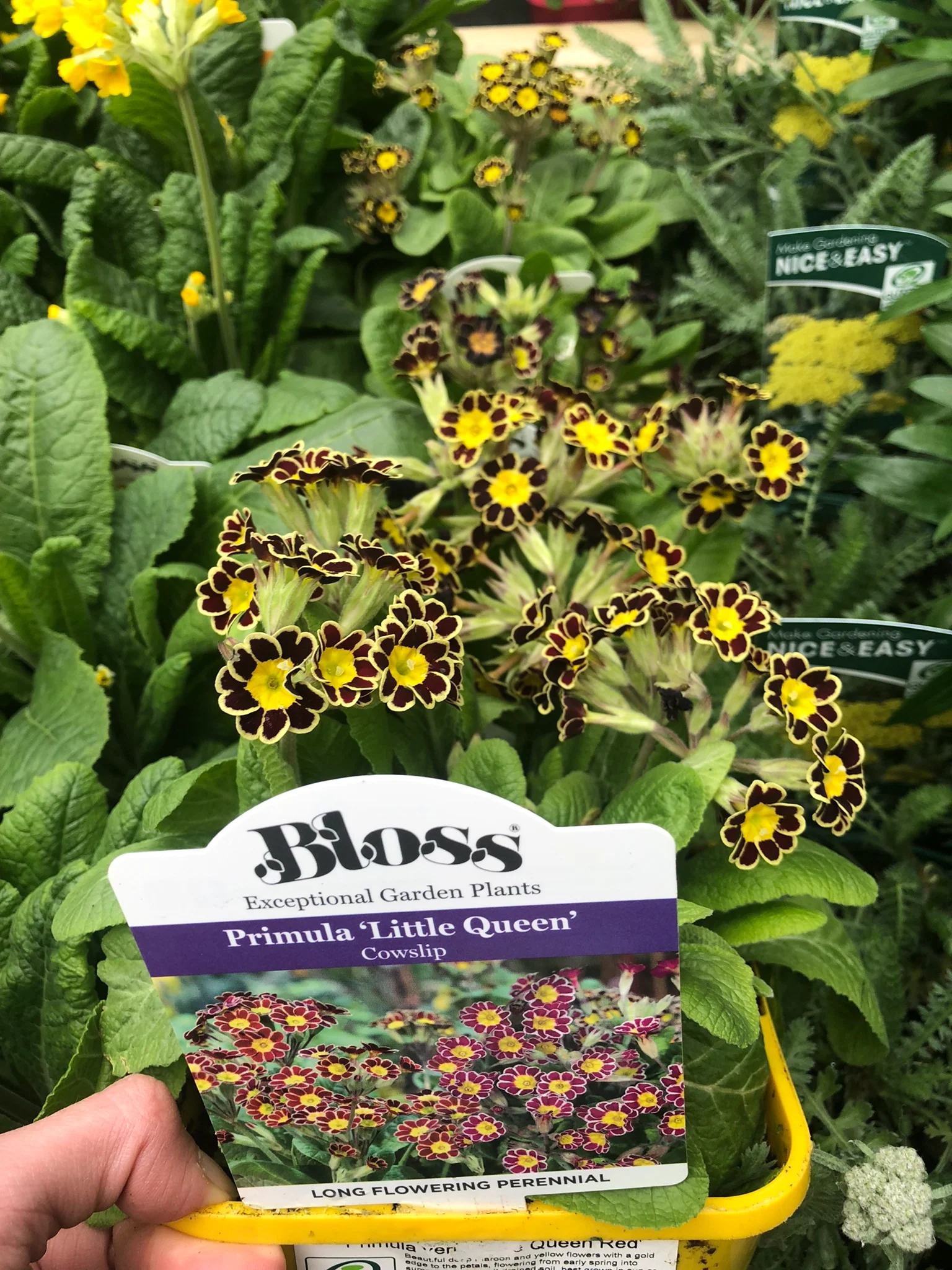 Primula veris Little Queen Red - Image 3