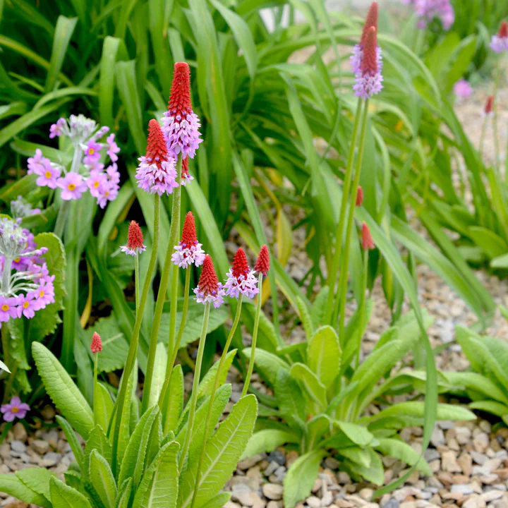 Primula vialii Red Hot Poker - Image 2