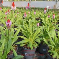 PRIMULA vialii Red & Rose - Image 2
