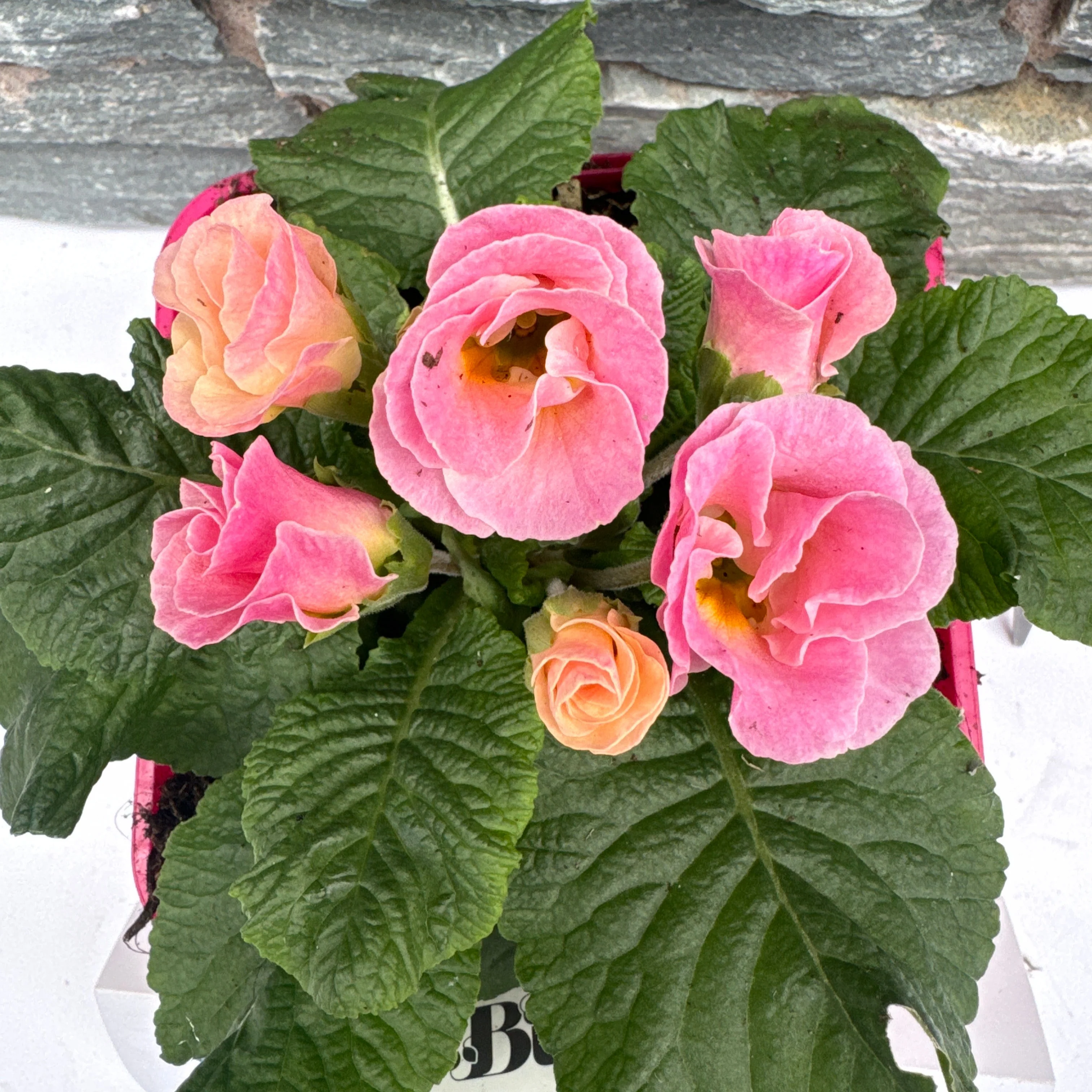 Primula vulgaris Belle Rose - Image 2