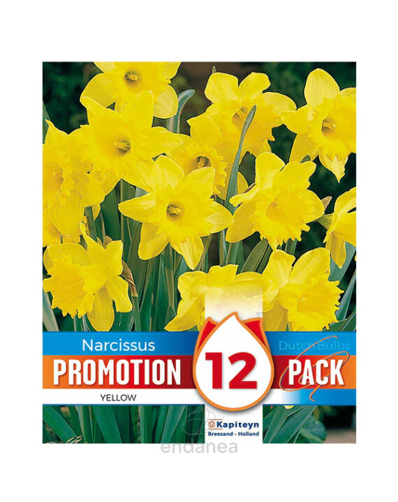 PROMO NARCISSUS DUTCH MASTER X 12