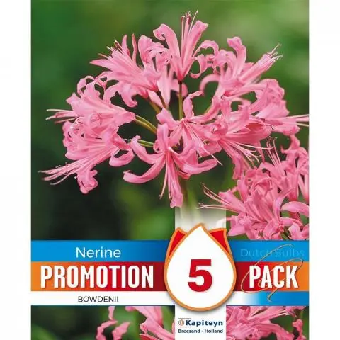 PROMO NERINE BOWDENII 5