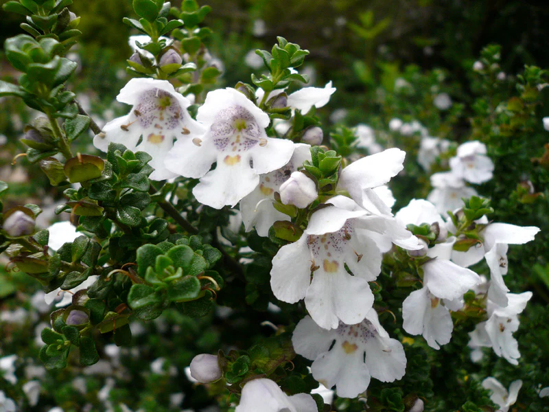 Prostanthera cuneata