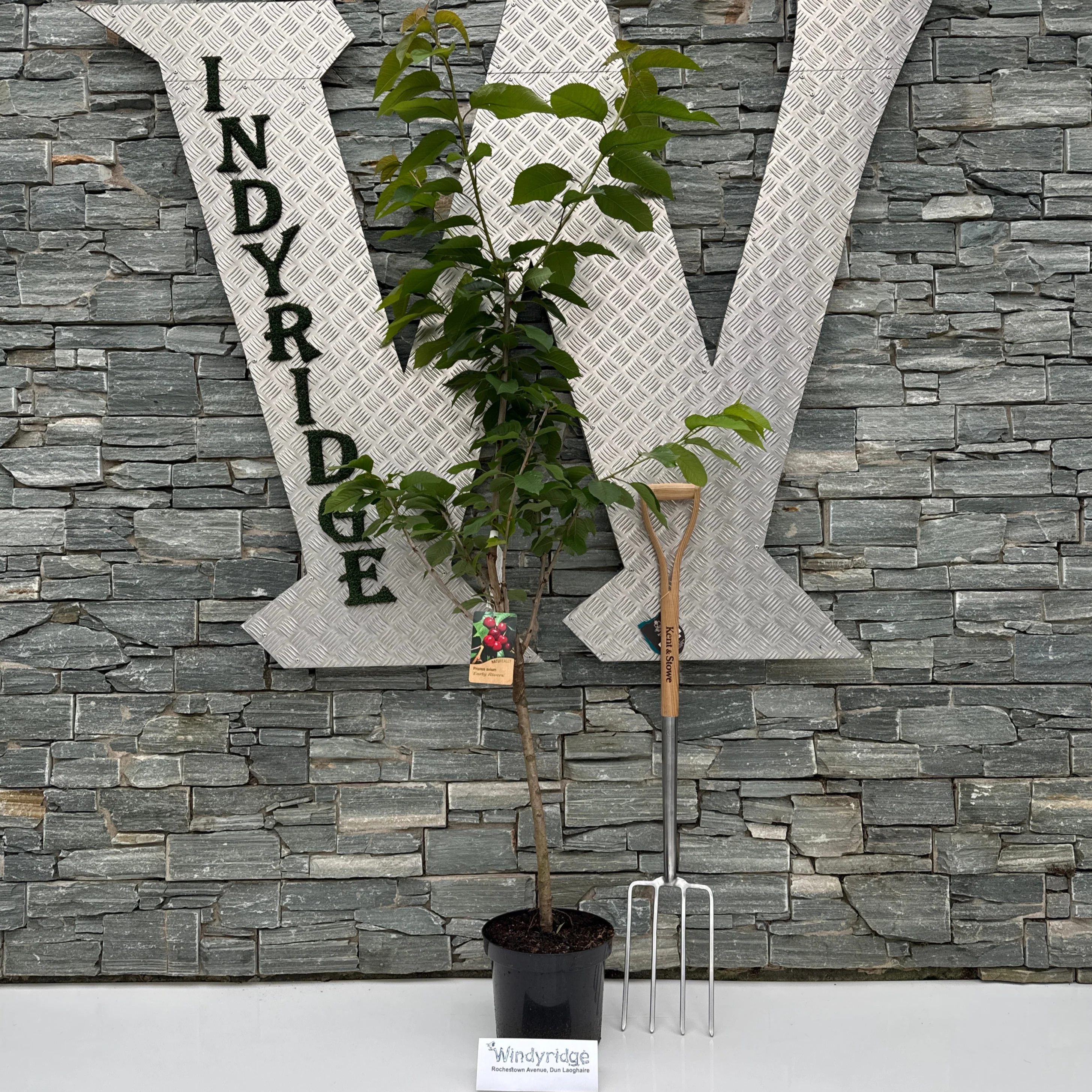 Prunus a. Early Rivers 7.5L