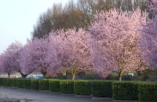 PRUNUS C. PISSARDII NIGRA - Image 2