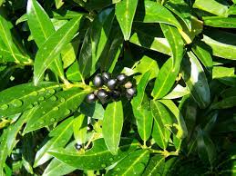 Prunus Caucausiana - Image 2