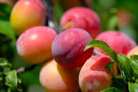 Prunus d. Victoria - Image 2